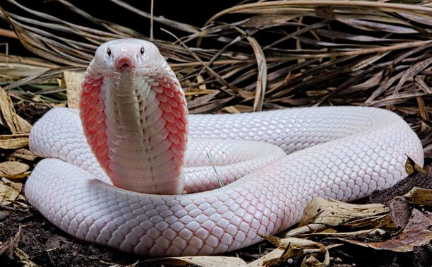 perbedaan ular beracun dan tidak